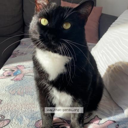 Photo de chat perdu à Avignon