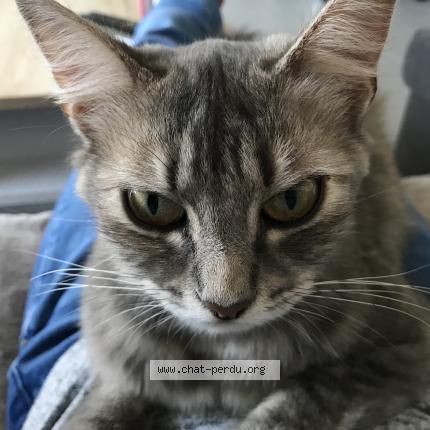 Photo de chat perdu à Pledran