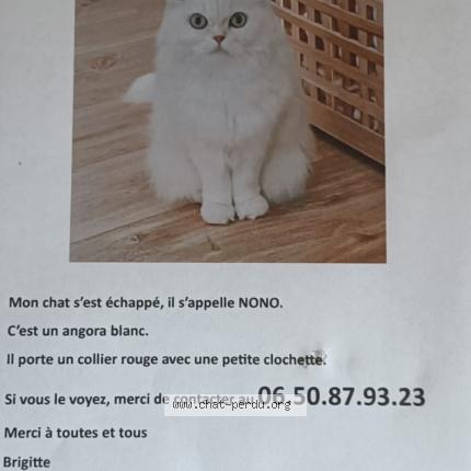 Photo de chat perdu à Gagny