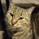 Photo de chat perdu à Ballan Mire