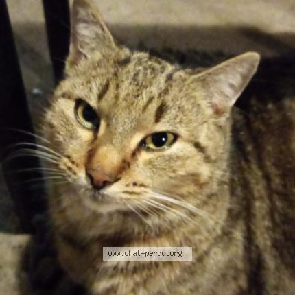 Photo 1/1 Chat retrouvé Perdu à Ballan mire