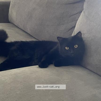 Photo 1/1 Chat retrouvé Perdu à Victoria