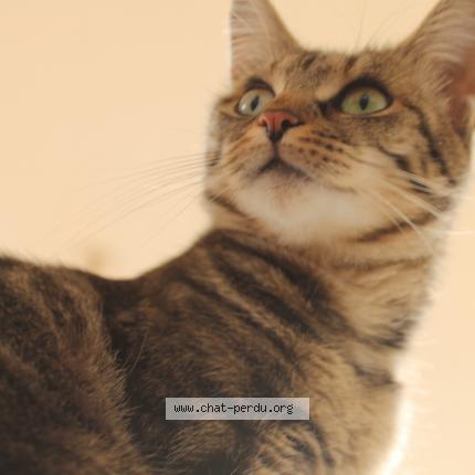 Photo de chat perdu à Lille