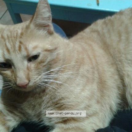 Photo de chat perdu à La Roche Sur Yon