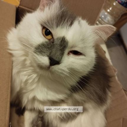 Photo de chat perdu à Saint Nazaire