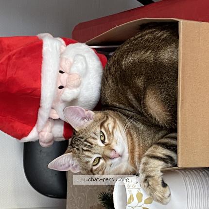 Photo de chat perdu à Menetrol