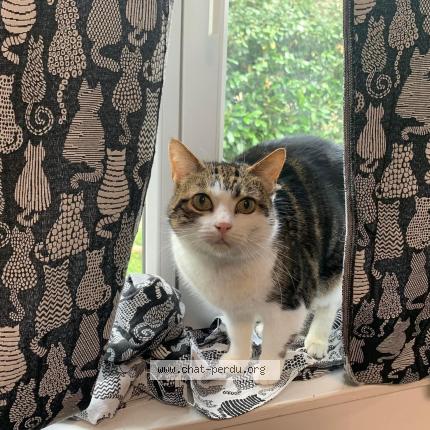 Photo de chat perdu à Vaugrigneuse