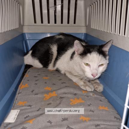 Photo 1/1 Chat retrouvé Trouvé à Bordeaux