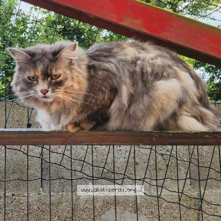 Photo 1/1 Rebelle Chat perdu à Yvetot