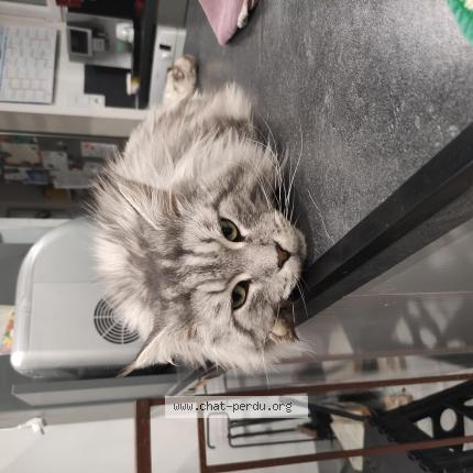 Photo de chat perdu à Angers