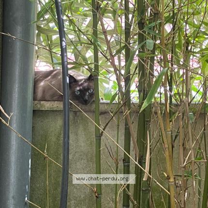 Photo 1/1 Chat retrouvé Perdu à Bordeaux
