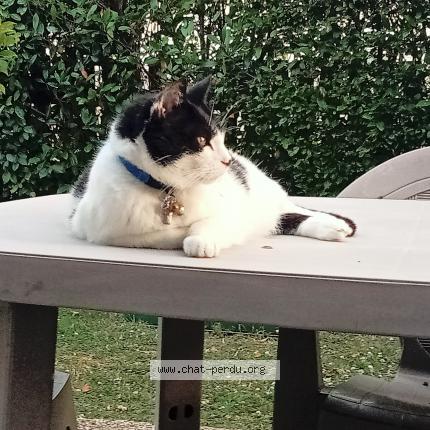 Photo de chat perdu à Bourges