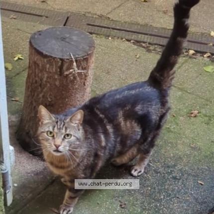Photo 1/1 Pepito Chat perdu à Valframbert