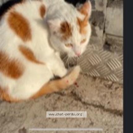 Photo 1/1 Chat retrouvé Trouvé à Paris