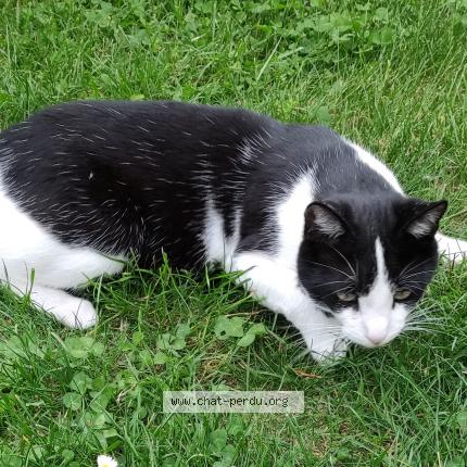 Photo 1/1 Chat retrouvé Perdu à Conflans sainte honorine