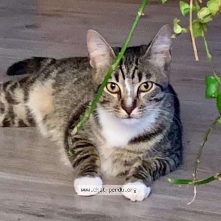 Photo 1/1 Chat retrouvé Perdu à Toulouse