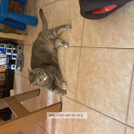 Photo de chat perdu à Saint Cyr Sur Mer