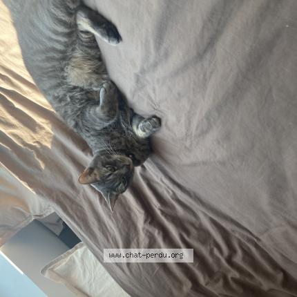 Photo de chat perdu à La Gueriniere