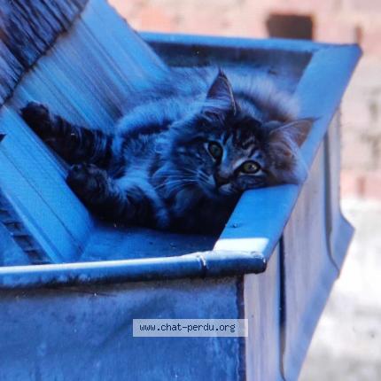 Photo 1/1 Chat retrouvé Perdu à Gonneville la mallet