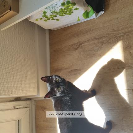 Photo 1/1 Chat retrouvé Perdu à Brive La Gaillarde