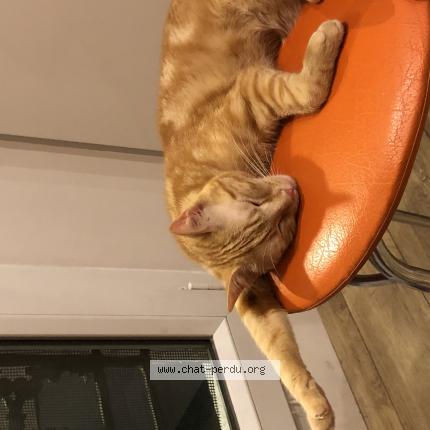 Photo 1/1 Chat retrouvé Perdu à Marseille