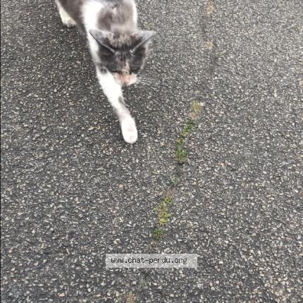 Photo 1/1 Chat retrouvé Trouvé à Nantes