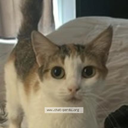 Photo de chat perdu à Dreux