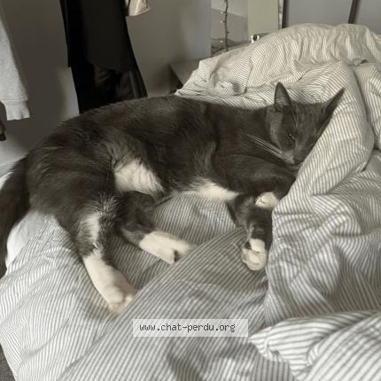 Photo de chat perdu à Malakoff