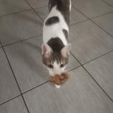 Photo de chat perdu à Serezin Du Rhone