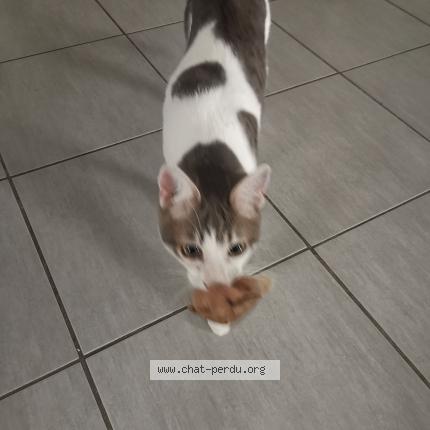 Photo 1/1 Chat retrouvé Perdu à Serezin du rhone