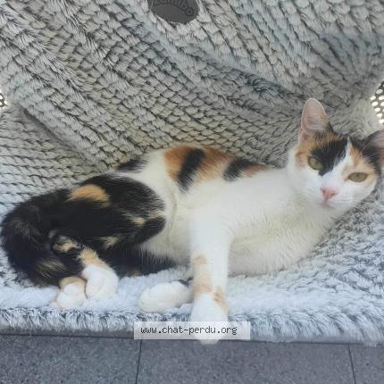 Photo de chat perdu à Brax