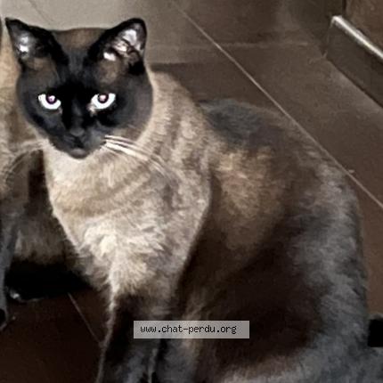 Photo de chat perdu à Orleans
