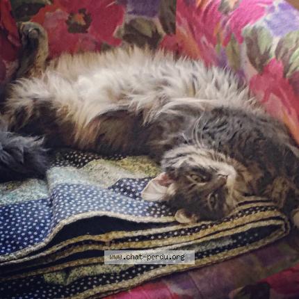 Photo de chat perdu à Perigueux