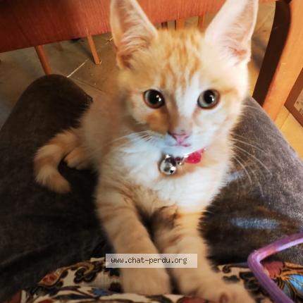 Photo de chat trouvé à Nantes