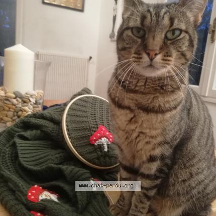 Photo de chat perdu à Villemoisson Sur Orge