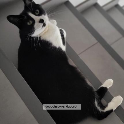 Photo de chat perdu à Saint Germain Les Arpajon