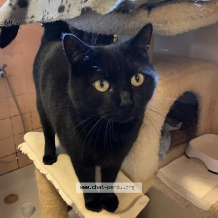 Photo 1/1 Chat retrouvé Perdu à Mortroux