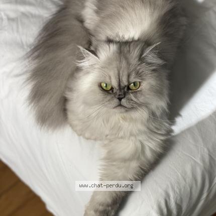 Photo 1/1 Chat retrouvé Perdu à Paris