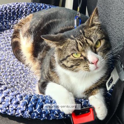 Photo de chat perdu à La Sone