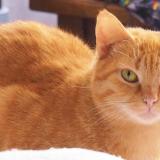 Photo de chat perdu à Antony