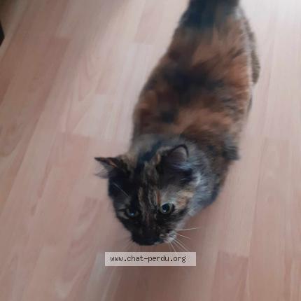 Photo de chat perdu à Pluneret