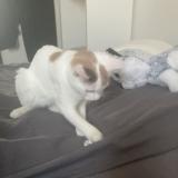 Photo de chat perdu à Coulaines