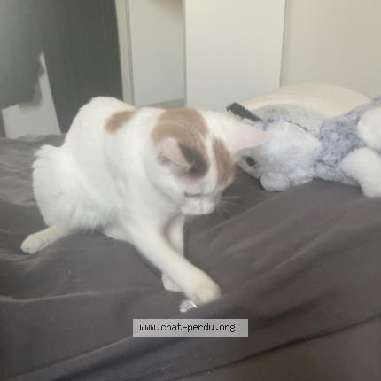 Photo 1/1 Chat retrouvé Perdu à Coulaines