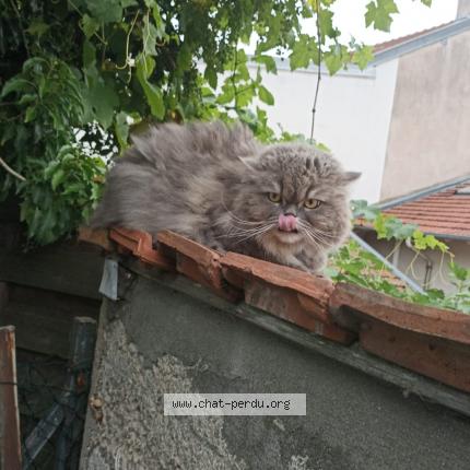 Photo 1/1 Chat retrouvé Trouvé à Frouard