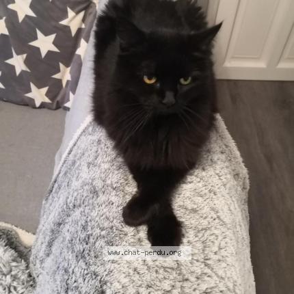 Photo de chat perdu à Epernay