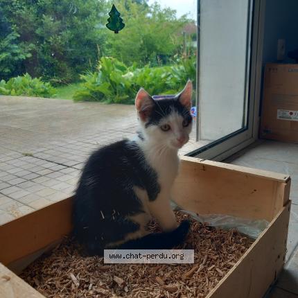 Photo de chat perdu à Merlimont