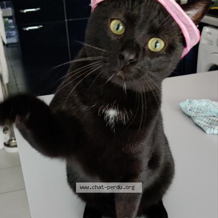 Photo de chat perdu à Villefranche Sur Saone