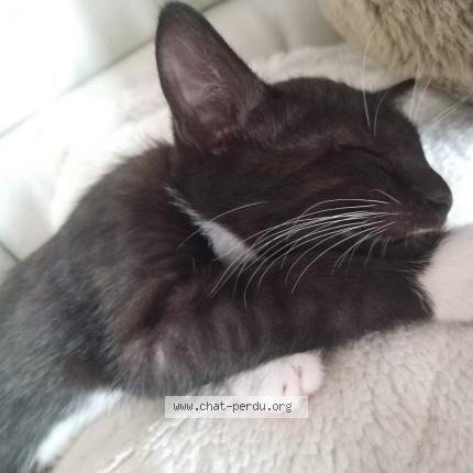 Photo de chat perdu à La Chapelle Gauthier