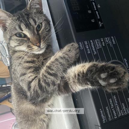 Photo 1/1 Chat retrouvé Perdu à Rablay sur layon