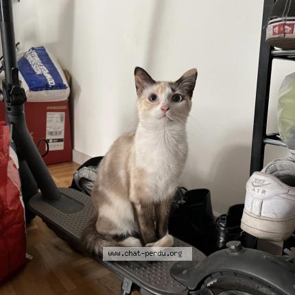 Photo de chat perdu à Villeurbanne